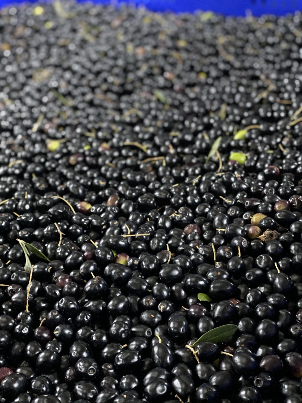 Olive nere mature