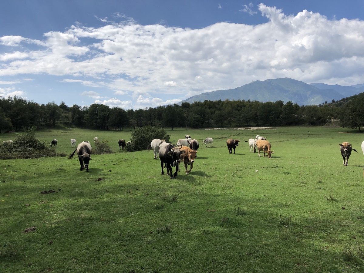 Animali al pascolo