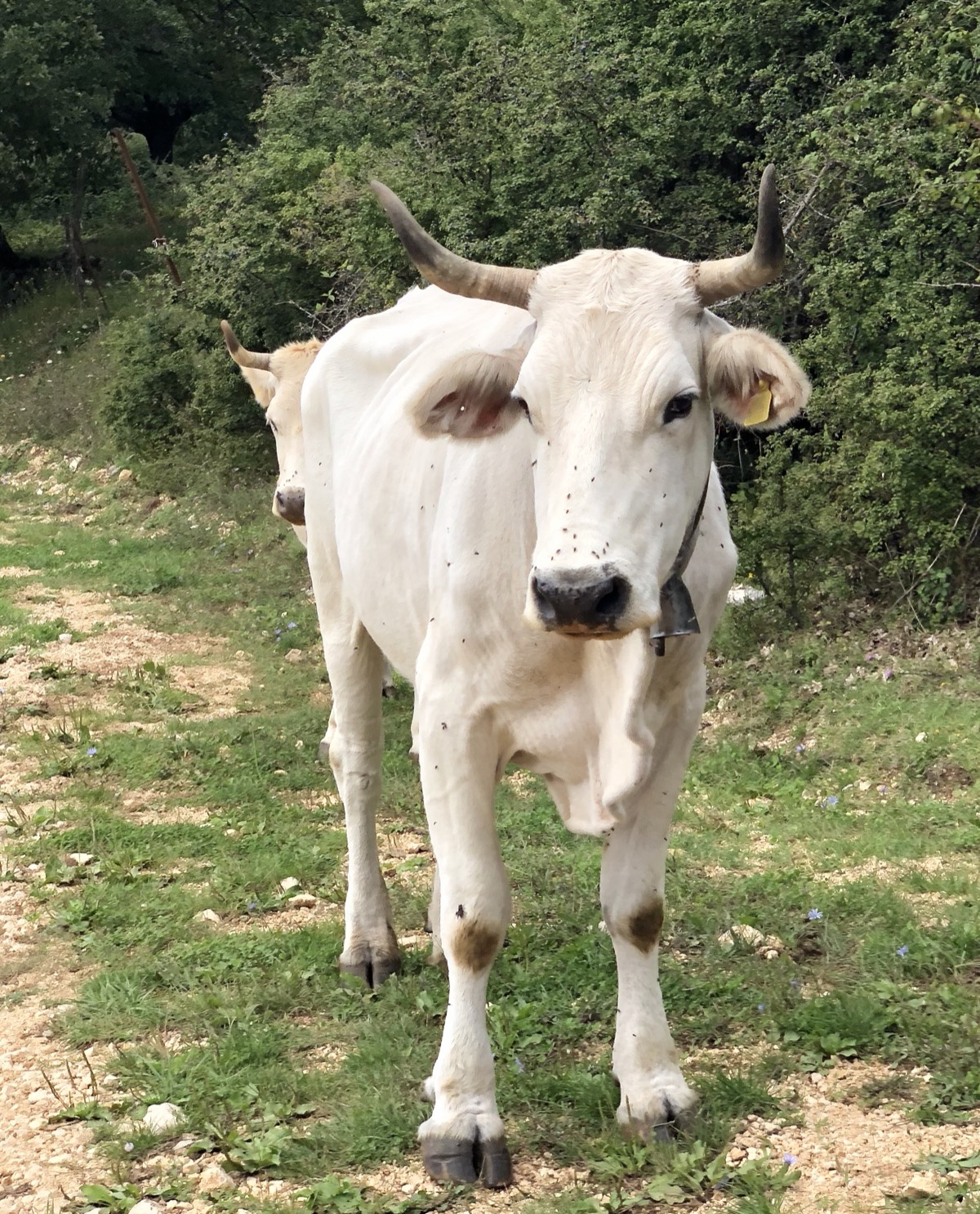 Bovino da vicino