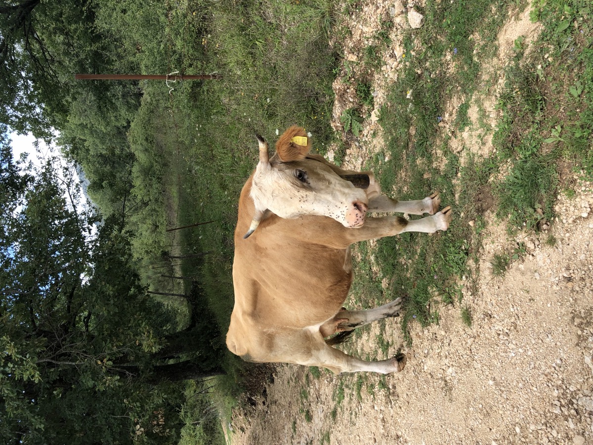 Animali e natura